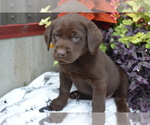 Small Photo #11 Labrador Retriever Puppy For Sale in GREENWOOD, WI, USA