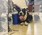 Oreo - Male Mutt Dog for Adoption - Small photo