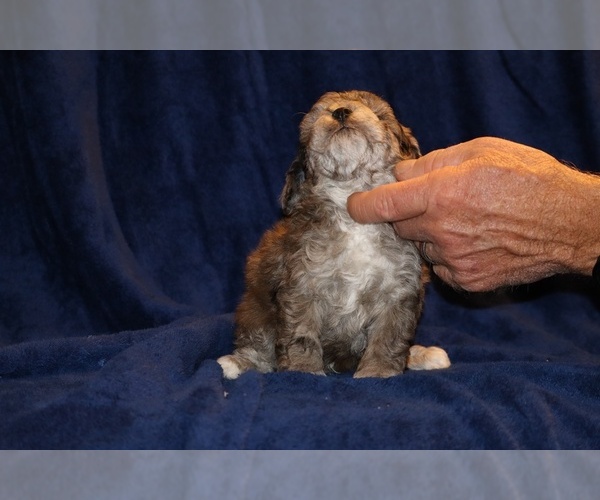 Medium Photo #14 Poodle (Toy) Puppy For Sale in DYERSBURG, TN, USA