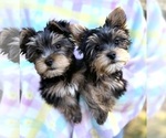 Small #2 Yorkshire Terrier