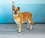 Small #1 German Shepherd Dog