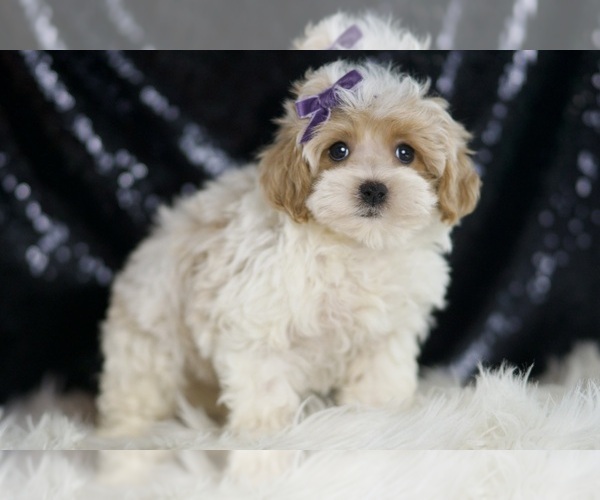 Medium Photo #3 Maltipoo Puppy For Sale in WARSAW, IN, USA