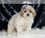 Small #2 Maltipoo