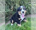 Small Photo #3 Bernese Mountain Dog Puppy For Sale in MIDDLEBURY, IN, USA
