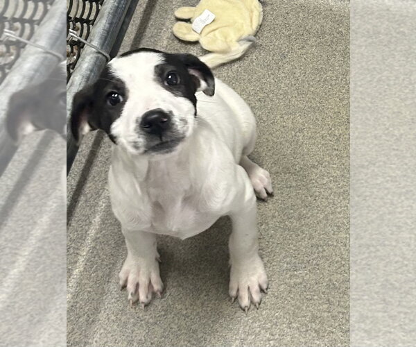 Medium Photo #1 Great Pyrenees-Unknown Mix Puppy For Sale in Sterling, MA, USA