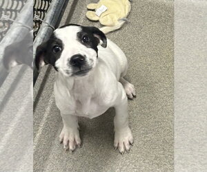 Great Pyrenees-Unknown Mix Dogs for adoption in Sterling, MA, USA