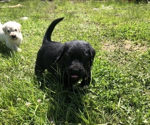 Double Doodle Puppy for sale in SPRINGVILLE, IN, USA