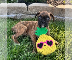 Boxer Dog for Adoption in INDIANAPOLIS, Indiana USA