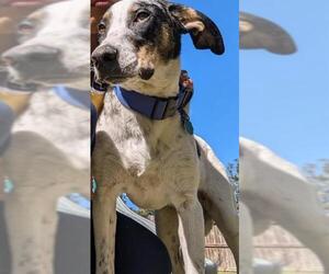 Catahoula Leopard Dog-Unknown Mix Dogs for adoption in San Antonio, TX, USA