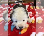 Small Photo #32 Saint Bernard Puppy For Sale in NEW MARKET, IA, USA