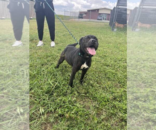 Medium Photo #4 Mutt Puppy For Sale in Abbeville, LA, USA