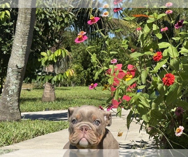 Medium Photo #2 Bulldog Puppy For Sale in LEHIGH ACRES, FL, USA