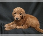Small #2 Goldendoodle