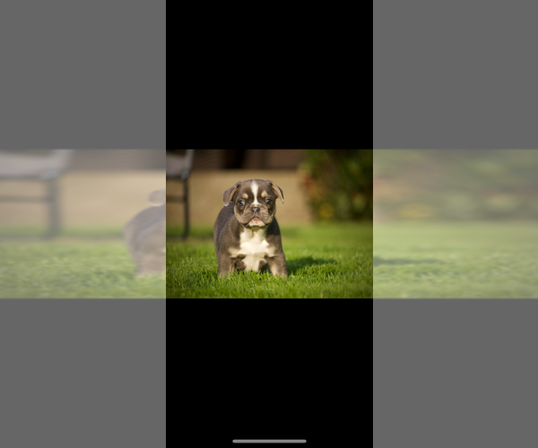 Medium Photo #14 French Bulldog Puppy For Sale in OLYMPIA, WA, USA