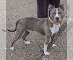 Small #1 American Staffordshire Terrier