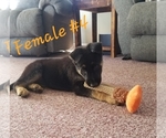 Small Photo #4 German Shepherd Dog Puppy For Sale in BLUFFTON, IN, USA