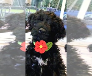Portuguese Water Dog Puppy for sale in KENOSHA, WI, USA