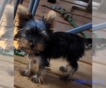 Small #6 Yorkshire Terrier