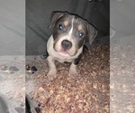 Small Photo #10 American Bully Puppy For Sale in ADELPHI, MD, USA