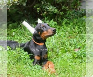 Doberman Pinscher Puppy for sale in DEEP GAP, NC, USA