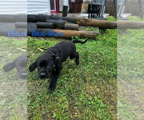 Medium Photo #22 Cane Corso-German Shorthaired Pointer Mix Puppy For Sale in CLAY CITY, KY, USA