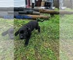 Small Photo #22 Cane Corso-German Shorthaired Pointer Mix Puppy For Sale in CLAY CITY, KY, USA
