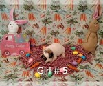 Small #5 Great Pyrenees