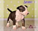 Small Photo #8 Miniature Bull Terrier Puppy For Sale in Dnipro, Dnipro, Ukraine