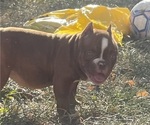 Puppy Puppy 5 American Bully