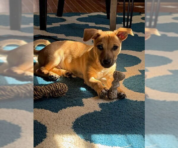 Medium Photo #8 Labrador Retriever-Unknown Mix Puppy For Sale in Lakewood, CO, USA