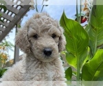 Small Photo #6 Goldendoodle Puppy For Sale in EL MIRAGE, AZ, USA