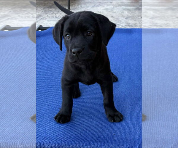 Medium Photo #3 Labrador Retriever-Unknown Mix Puppy For Sale in Fort Worth, TX, USA