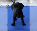 Small #2 Labrador Retriever Mix