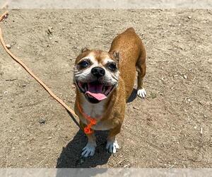 Chug Dogs for adoption in Orange, CA, USA