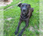 Small #8 American Pit Bull Terrier-Labrador Retriever Mix