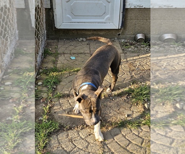 Medium Photo #1 American Pit Bull Terrier Puppy For Sale in JAMESTOWN, NY, USA