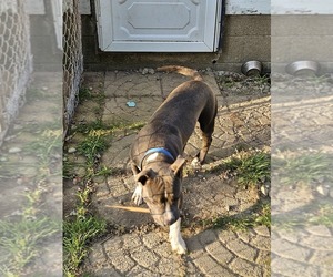 American Pit Bull Terrier Puppy for sale in JAMESTOWN, NY, USA
