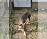 Small American Pit Bull Terrier