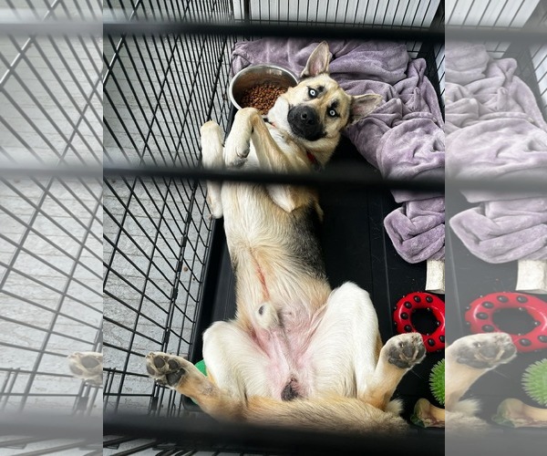 Medium Photo #3 Gerberian Shepsky Puppy For Sale in Holly Springs, NC, USA