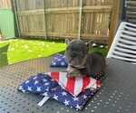 Puppy 3 French Bulldog