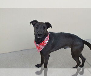 Labrador Retriever-Unknown Mix Dogs for adoption in McKinney, TX, USA