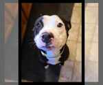 Small #8 American Pit Bull Terrier Mix