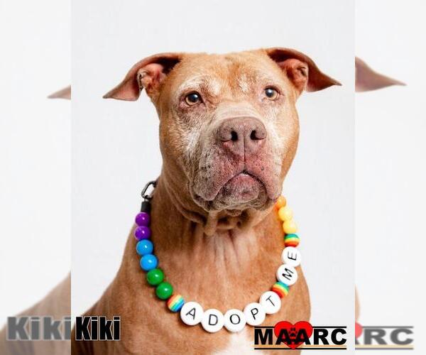 Medium Photo #5 Staffordshire Bull Terrier-Unknown Mix Puppy For Sale in Maryville, TN, USA