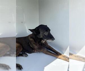 German Shepherd Dog-Unknown Mix Dogs for adoption in Houston, TX, USA