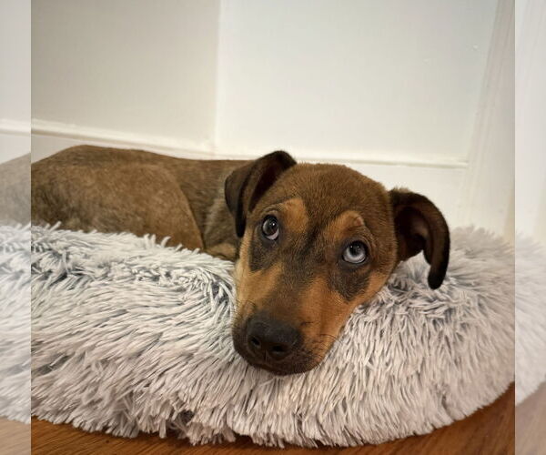 Medium Photo #2 Mutt Puppy For Sale in Greenville, SC, USA