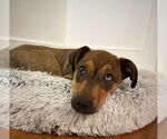 Small #1 Mutt