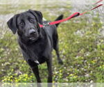 Small #2 Labrador Retriever Mix