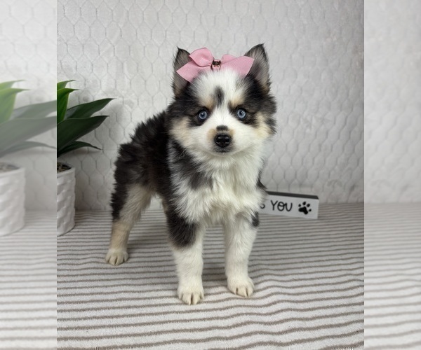 Medium Photo #2 Pomsky Puppy For Sale in GREENFIELD, IN, USA