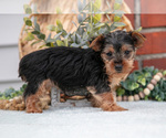 Small #2 Yorkshire Terrier