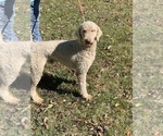 Small Photo #1 Bernedoodle Puppy For Sale in FREDERICKTOWN, MO, USA